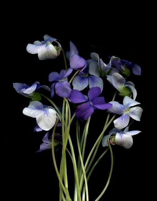 Violet