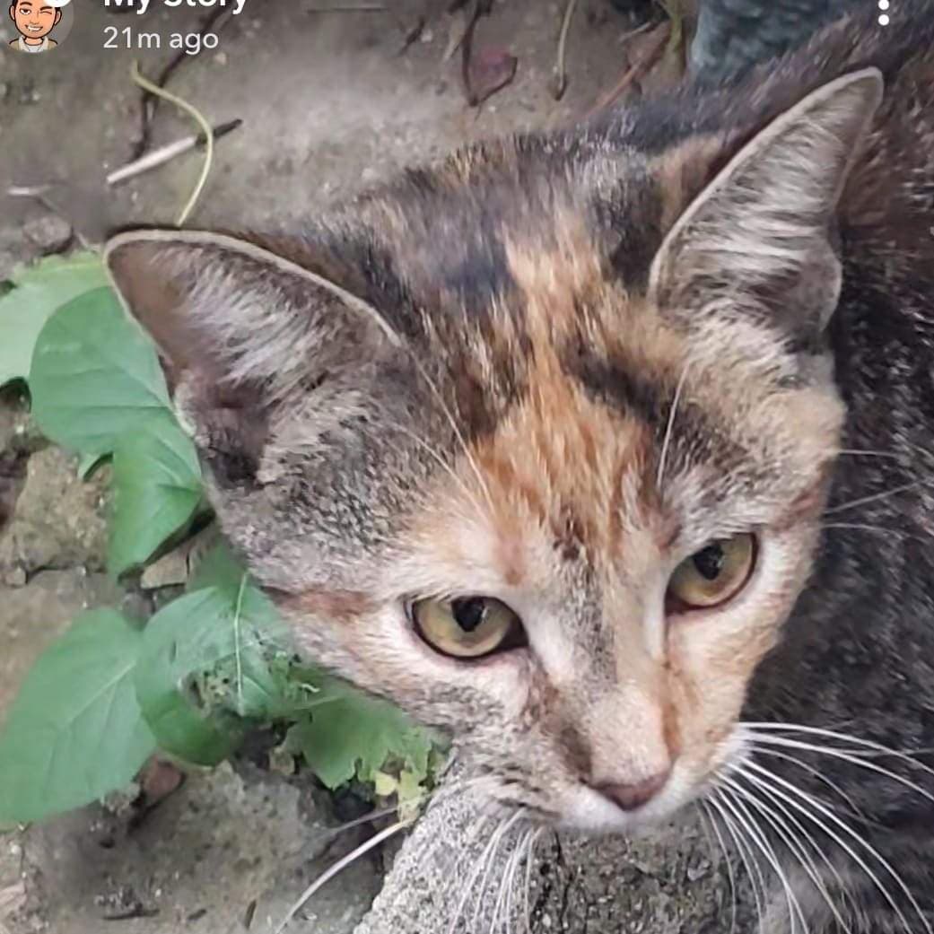 Save The Kitty!