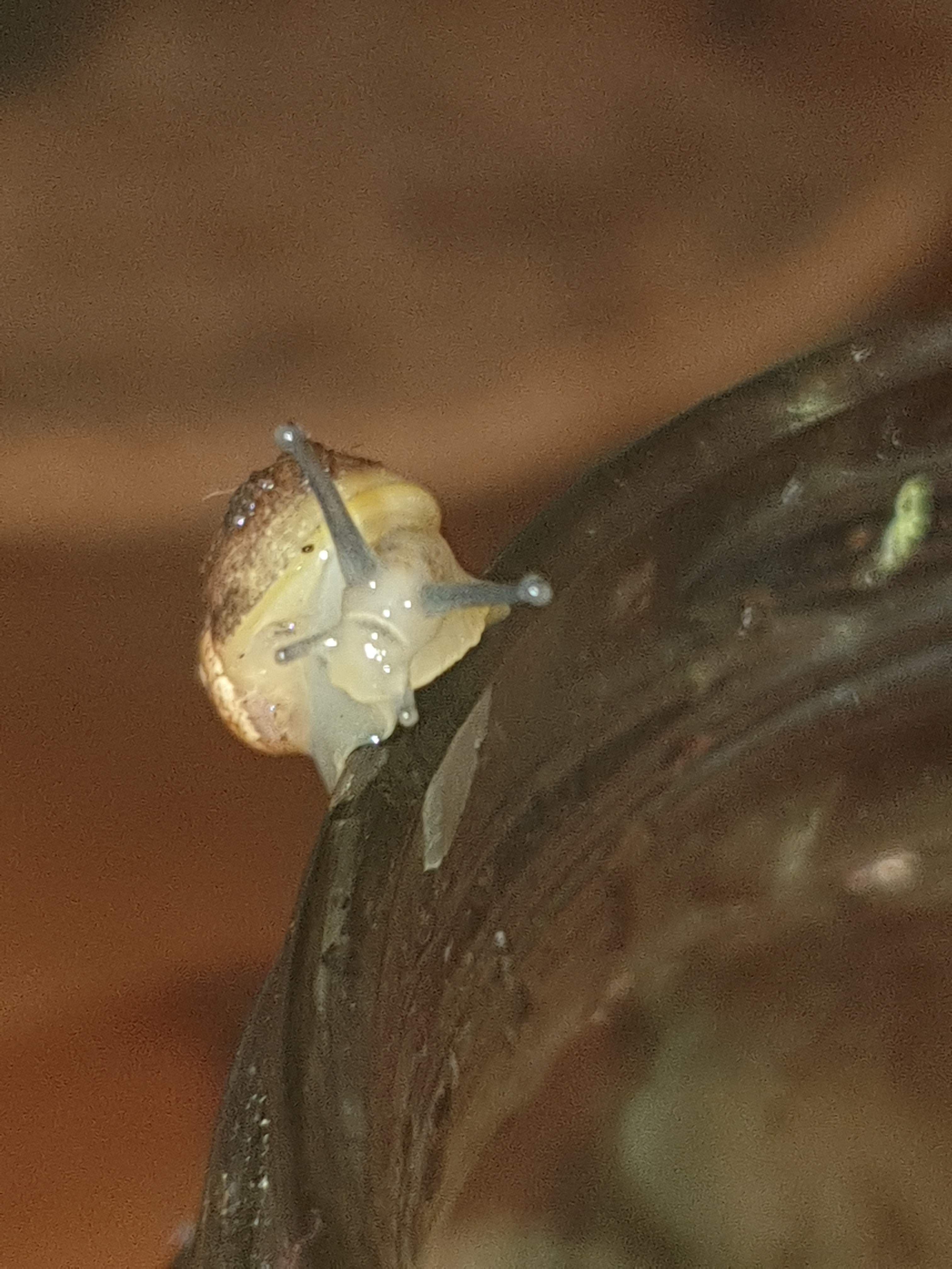 Linda The Snail