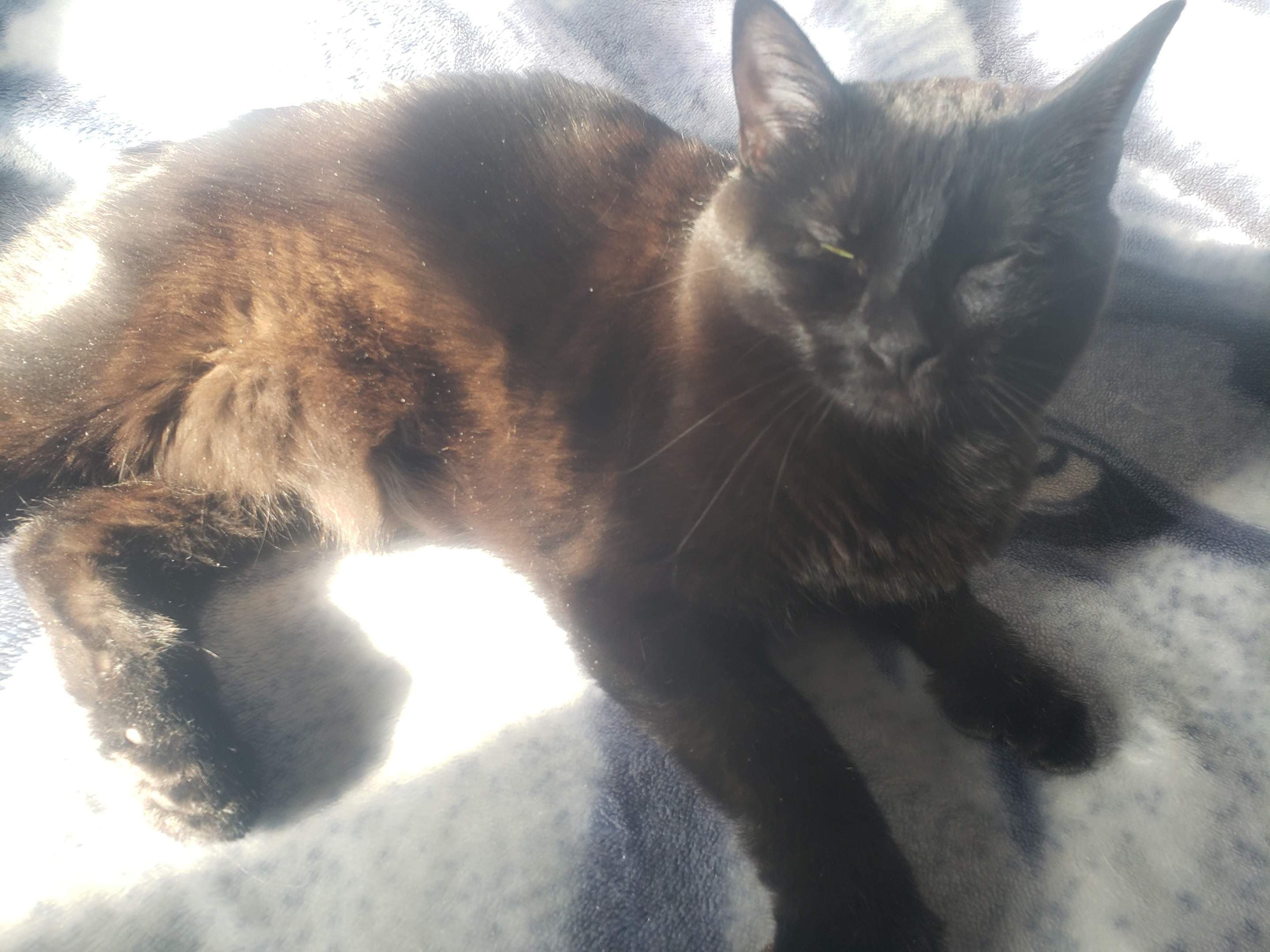 b0bcat