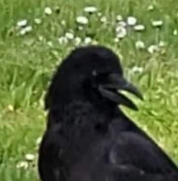 Crow Bro