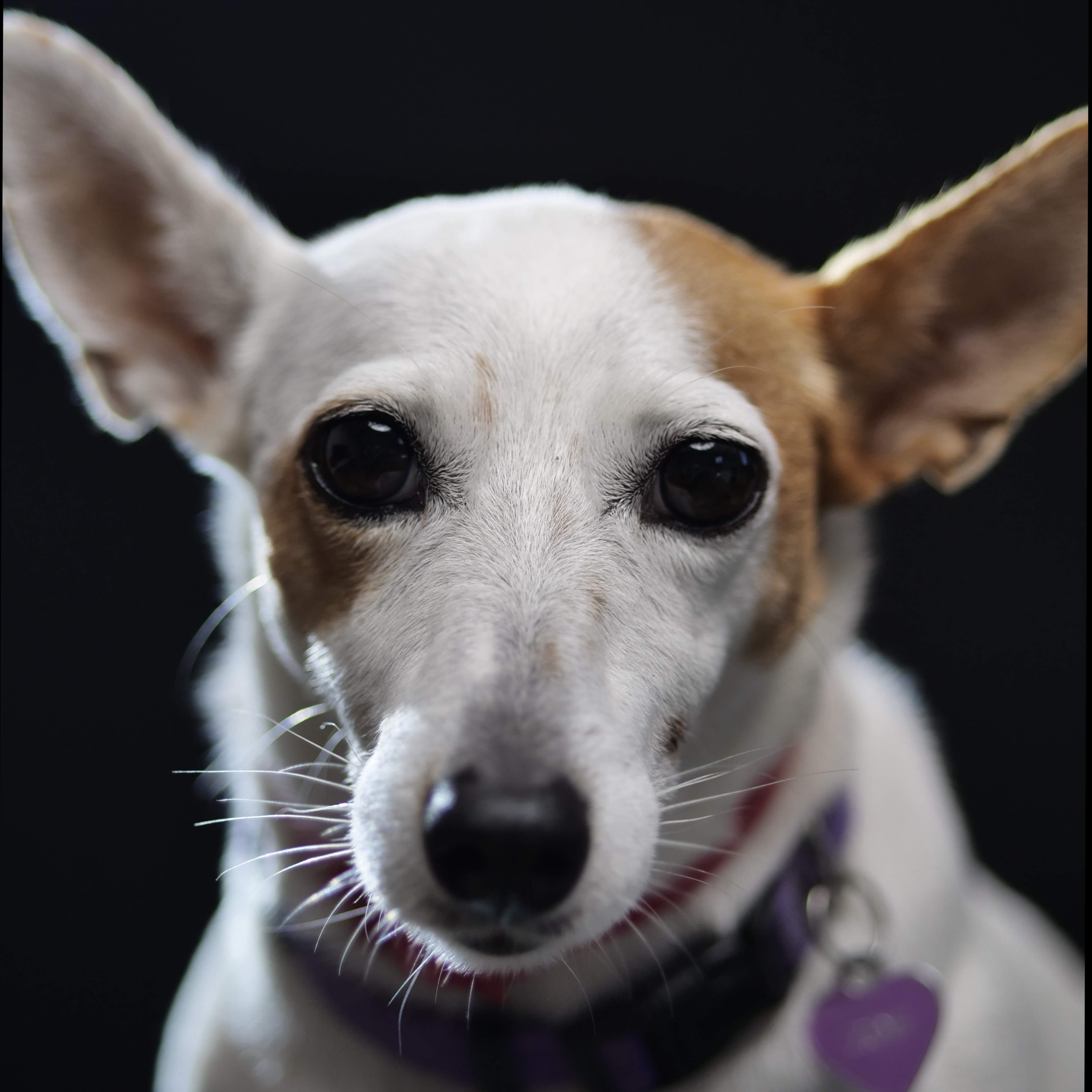 OnlyPets22