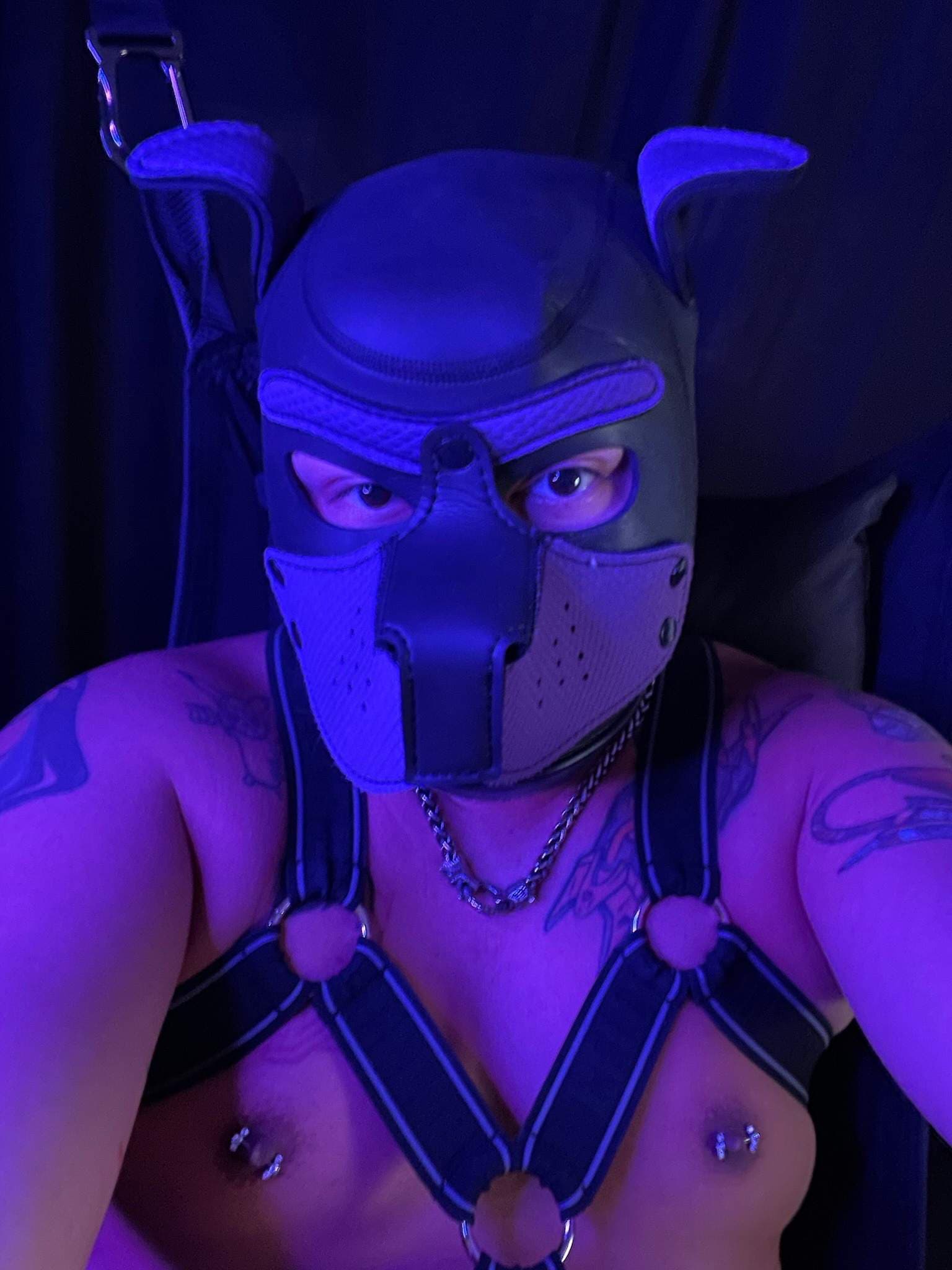Pup Vexus