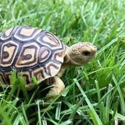 Tortoise Shell