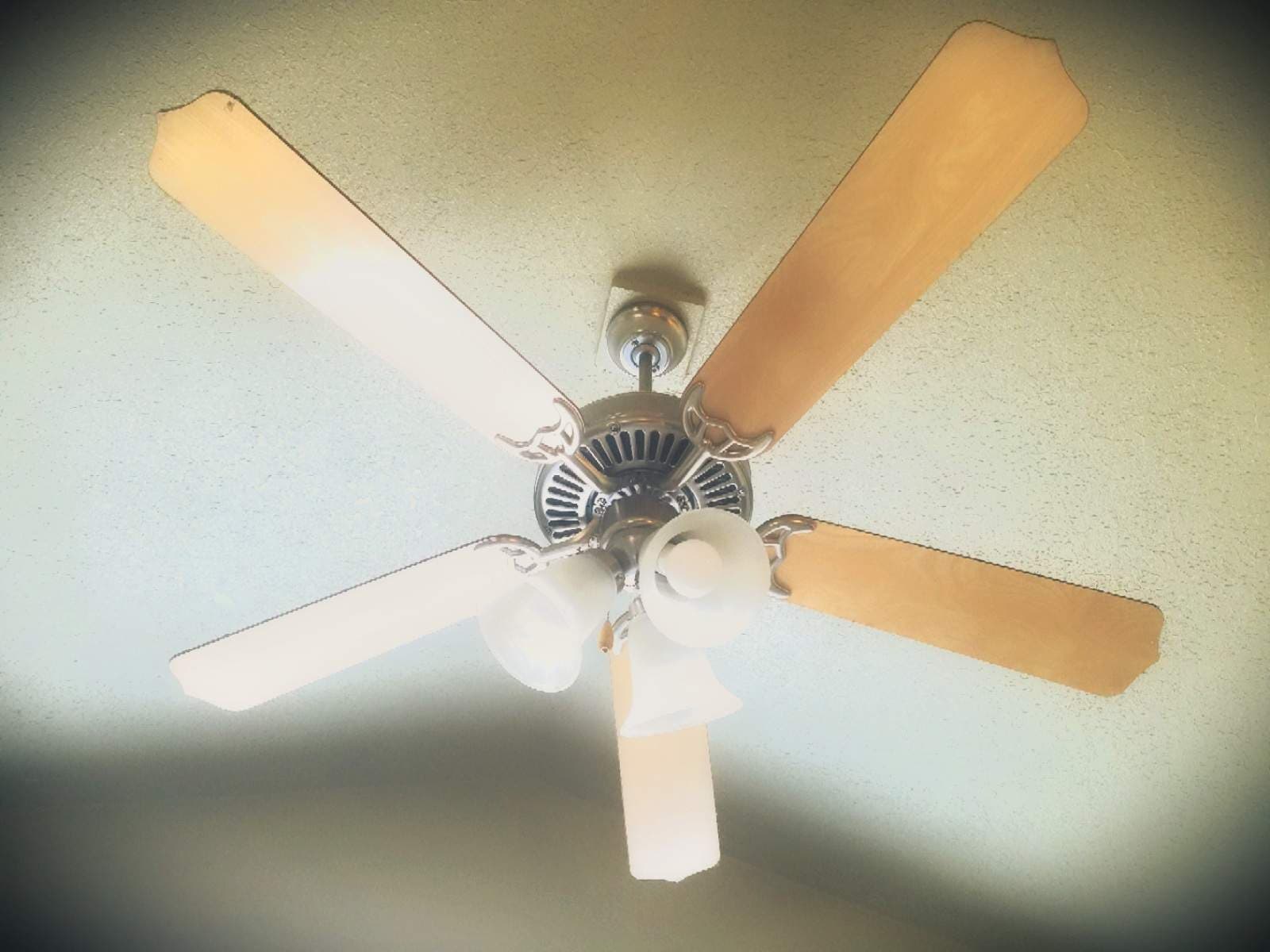 The Fans