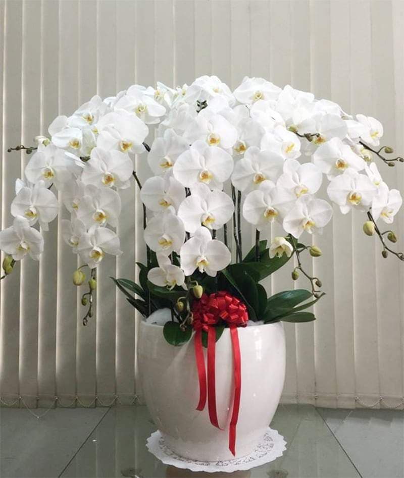 Anh Thư Cây cảnh
