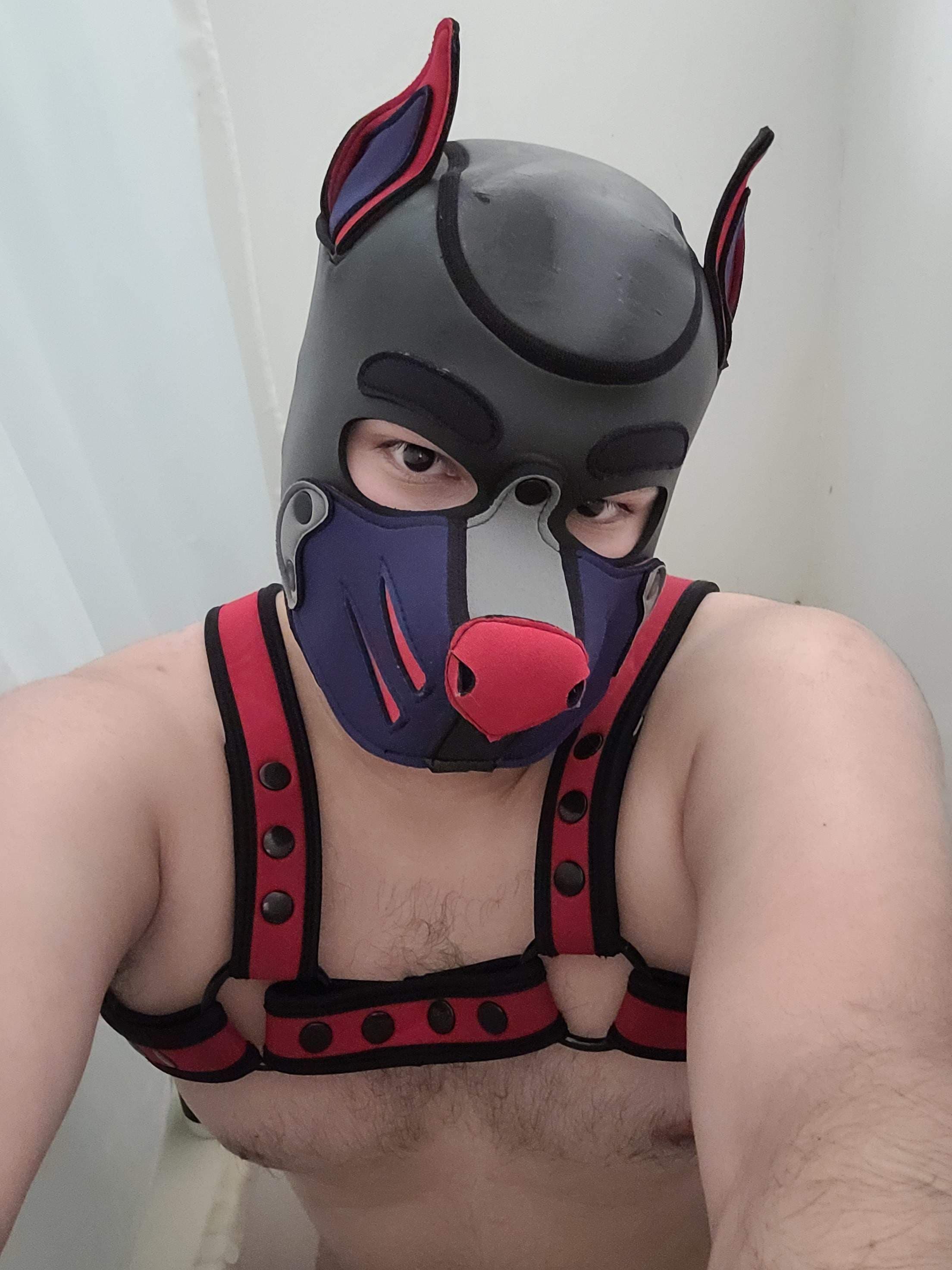 Apollo _The_Pup