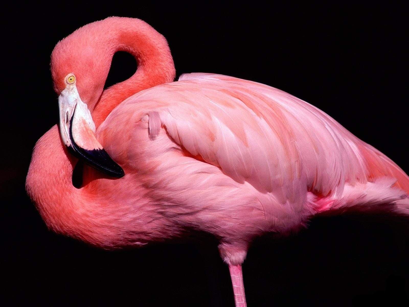 Flamingo Boy