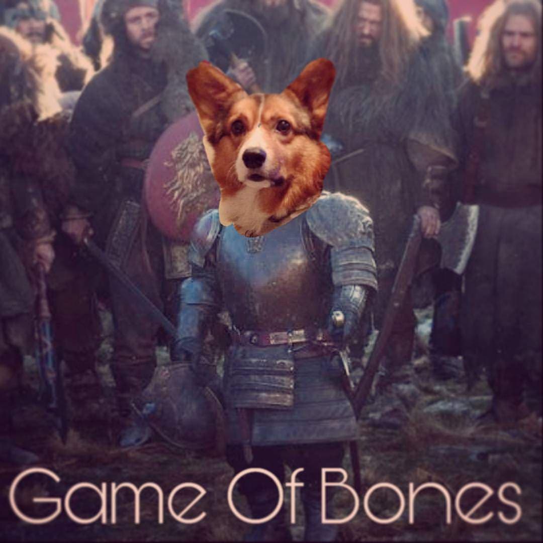 All the Doggos