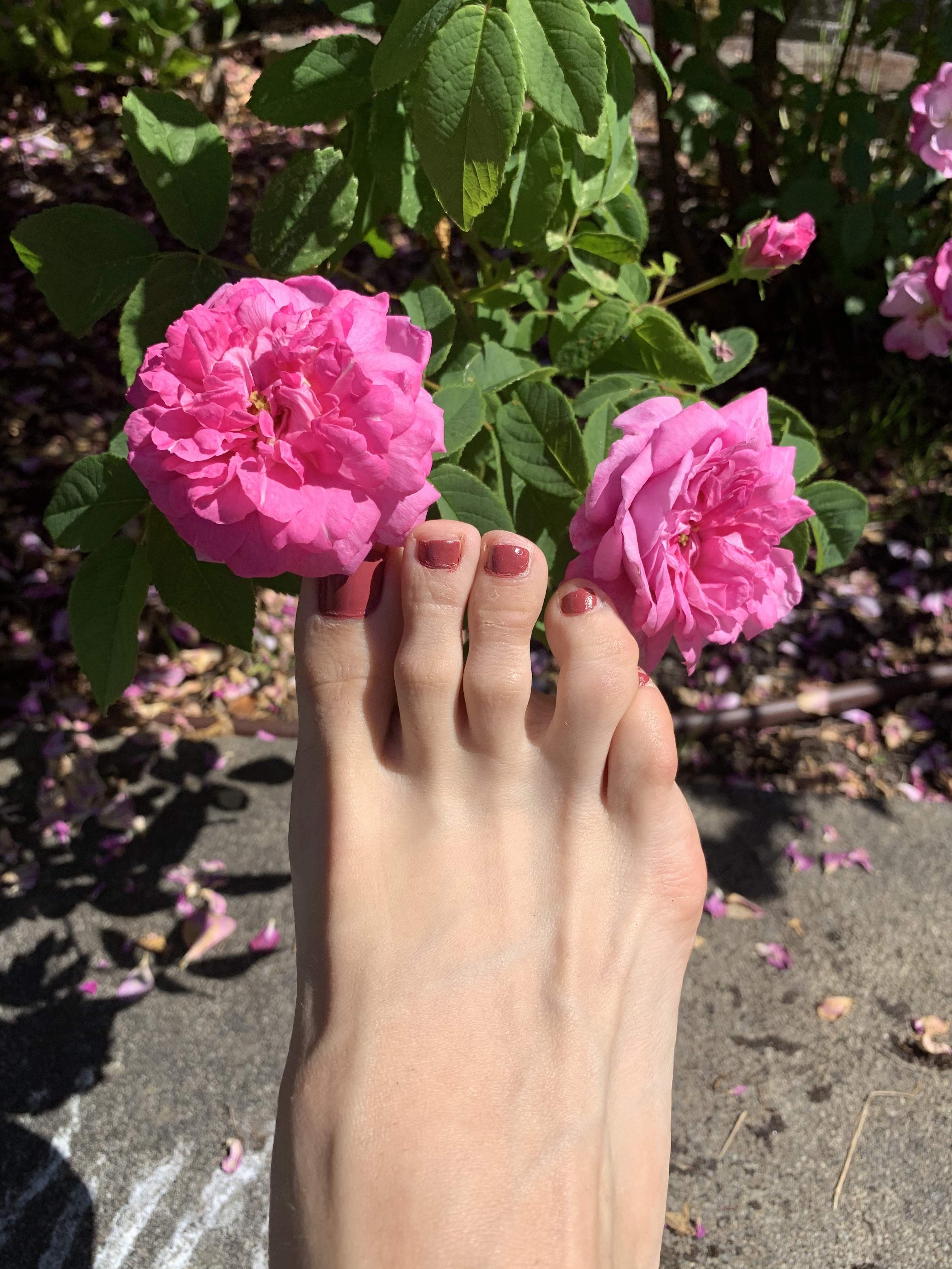Sage Sole