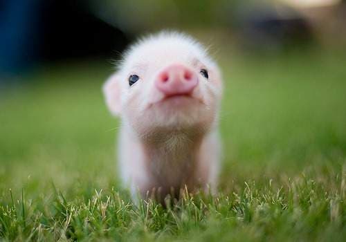 Polly.the.Piggy