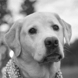 Watson Mehler