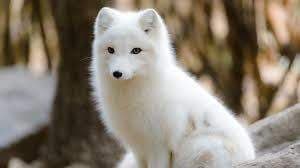 Snowfox2020