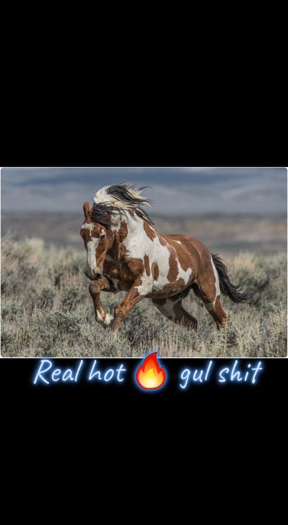 THE STALLION XXX
