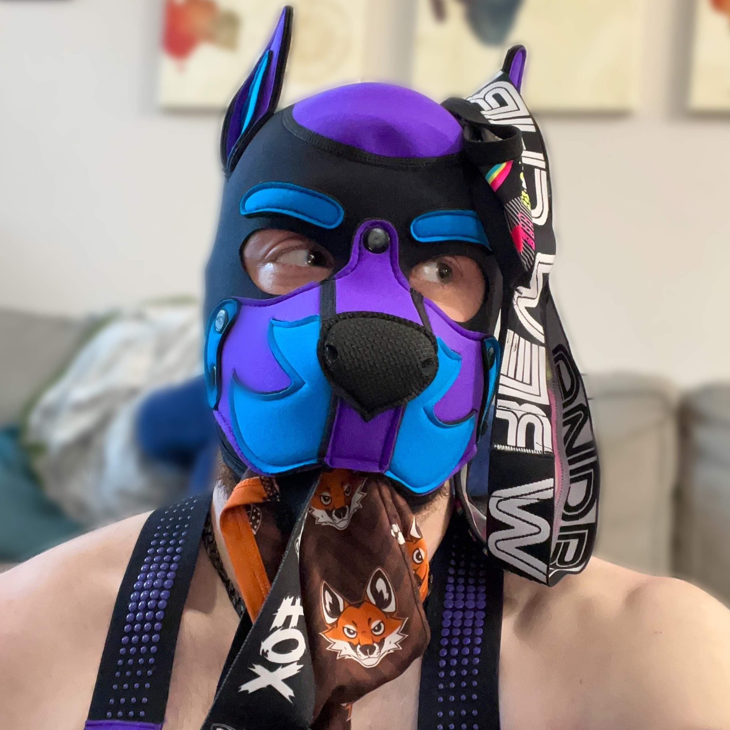 Pup Orion